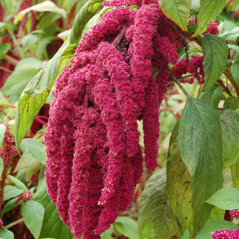 Amaranthus Seeds