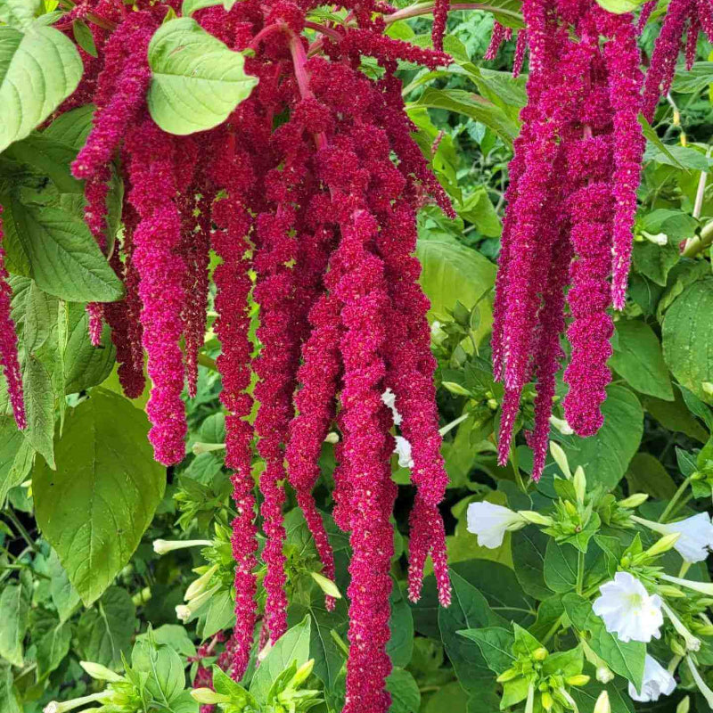 Amaranthus Seeds 