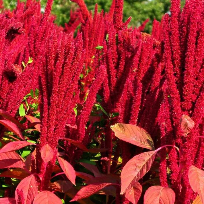 Amaranthus Seeds 