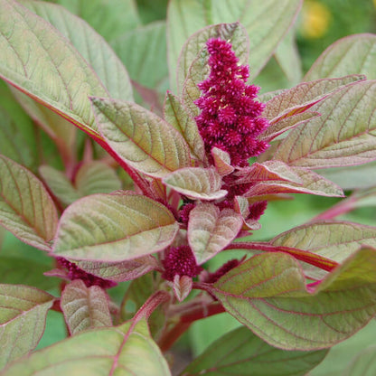 Amaranthus Seeds 