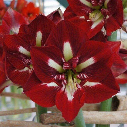 Amaryllis Barbados Seeds - Heirloom Flower Plant for Home Gardens