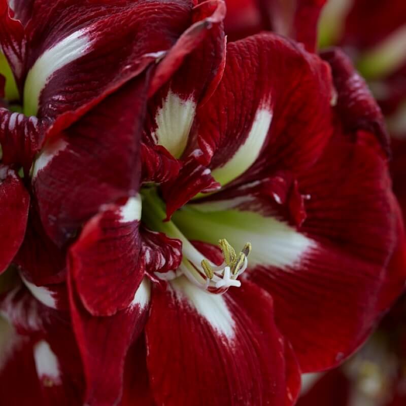 Amaryllis Barbados Seeds - Heirloom Flower Plant for Home Gardens