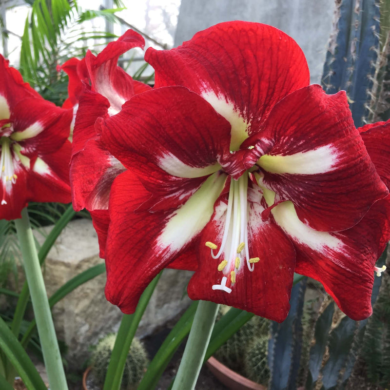 Amaryllis Barbados Seeds - Heirloom Flower Plant for Home Gardens