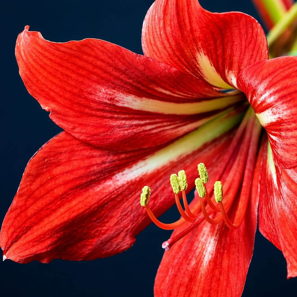 Amaryllis Barbados Seeds - Heirloom Flower Plant for Home Gardens