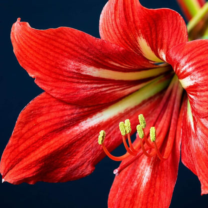 Amaryllis Barbados Seeds - Heirloom Flower Plant for Home Gardens