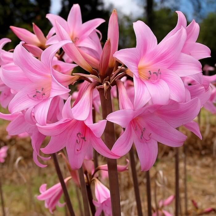 Amaryllis Belladonna Seeds - Heirloom Flower Plant for Home Gardens