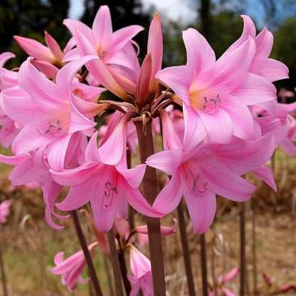 Amaryllis Belladonna Seeds - Heirloom Flower Plant for Home Gardens