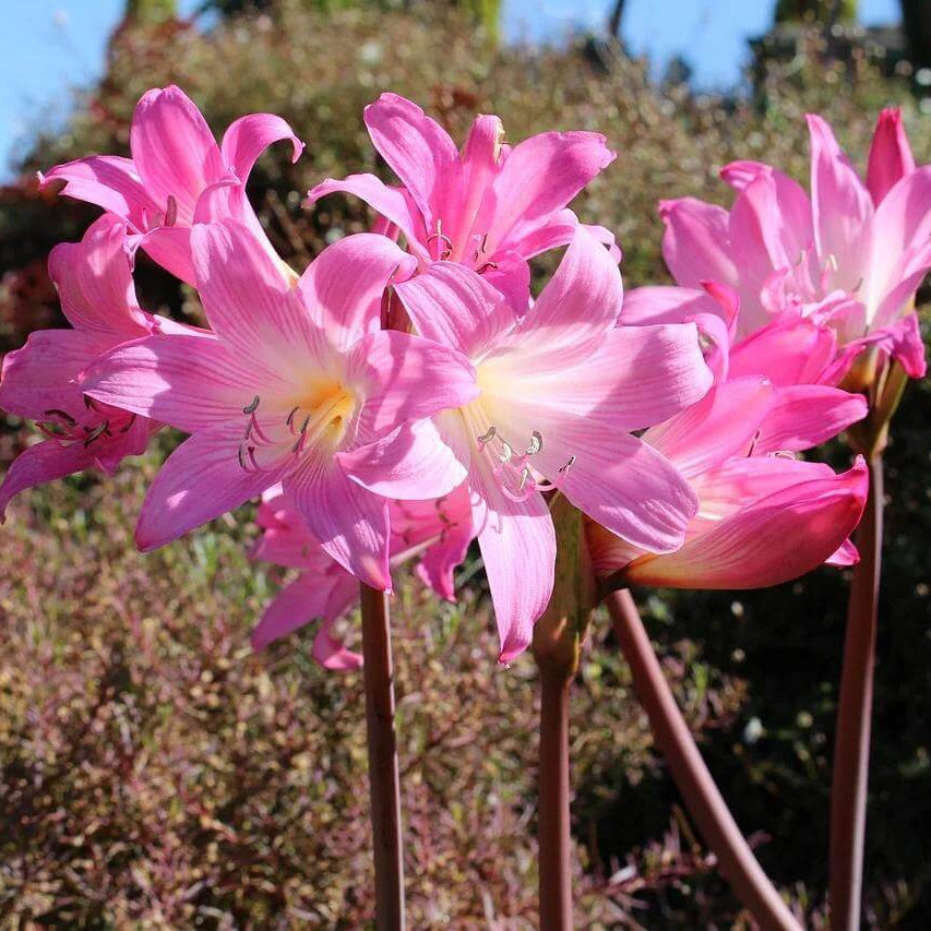 Amaryllis Belladonna Seeds - Heirloom Flower Plant for Home Gardens