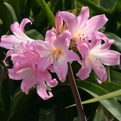 Amaryllis Belladonna Seeds - Heirloom Flower Plant for Home Gardens