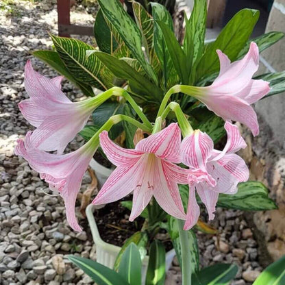 Amaryllis Belladonna Seeds - Heirloom Flower Plant for Home Gardens