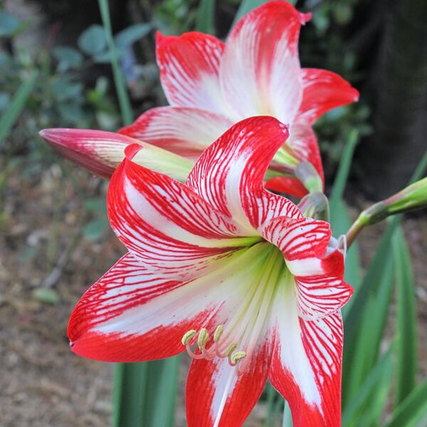 Amaryllis Seeds - Flower Plant