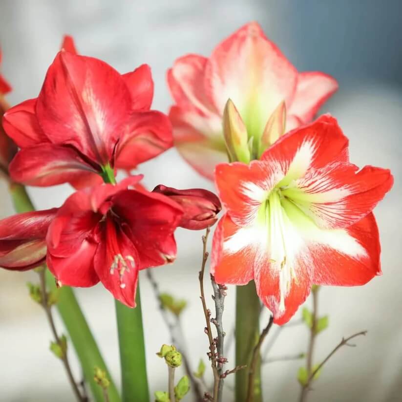 Amaryllis Zwiebeln  Seeds