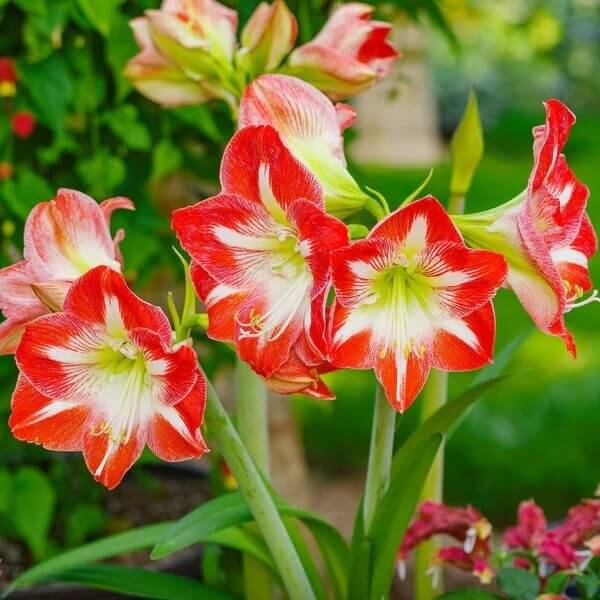 Amaryllis Zwiebeln  Seeds