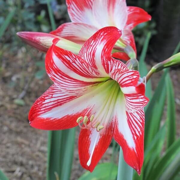 Amaryllis Zwiebeln  Seeds