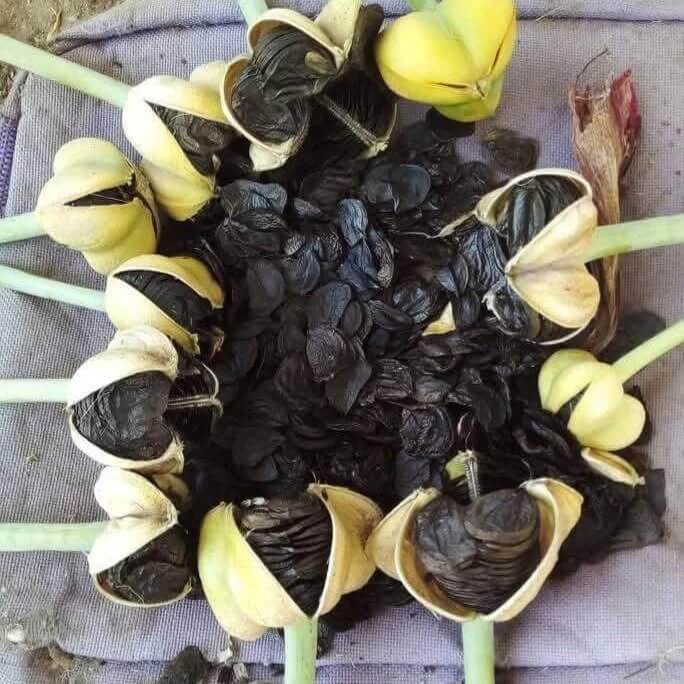 Amaryllis Zwiebeln  Seeds
