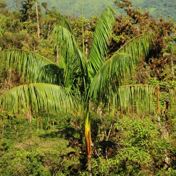Amazon Palm Seeds
