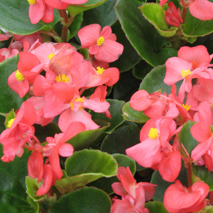 Ambassador Begonia Seeds