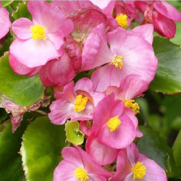 Ambassador Begonia Seeds