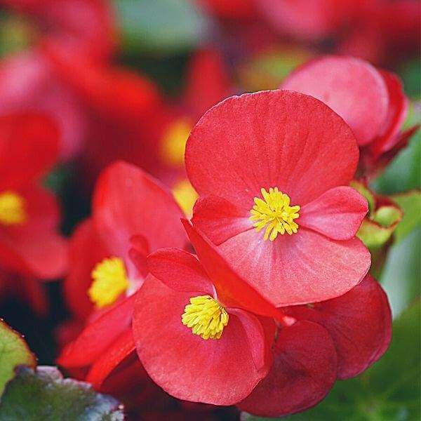 Ambassador Begonia Seeds