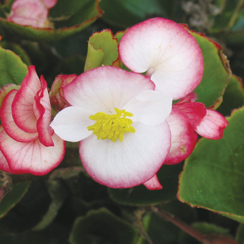 Ambassador Begonia Seeds