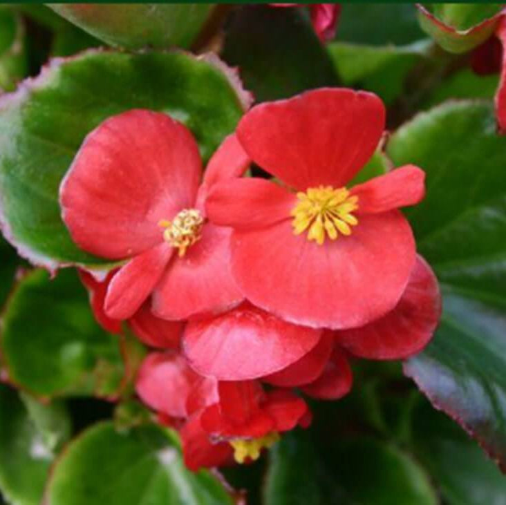 Ambassador Begonia Seeds