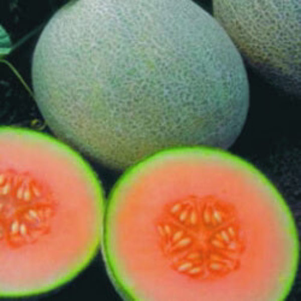 Ambrosia Cantaloupe Seeds - Fruit Plant