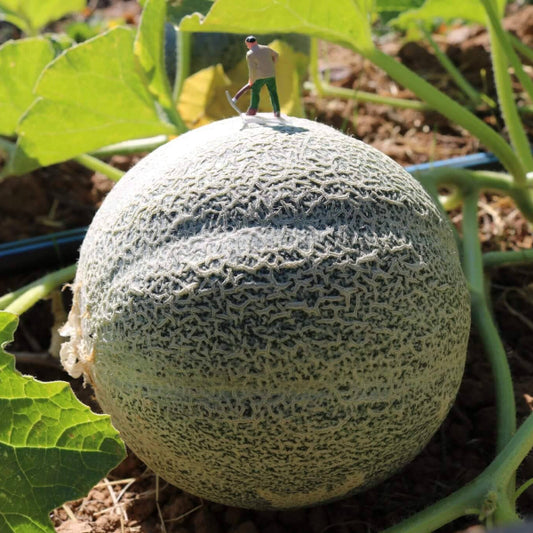 Ambrosia Cantaloupe Seeds - Fruit Plant