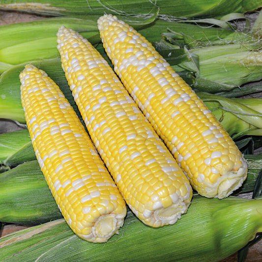 Ambrosia Sweet Corn Seeds - Vegetable Plant