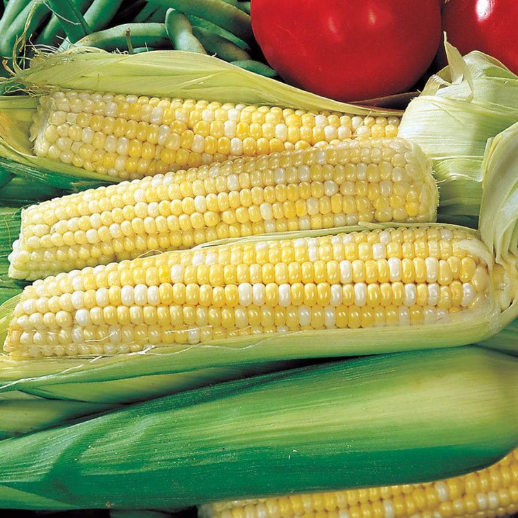 Ambrosia Sweet Corn Seeds - Vegetable Plant