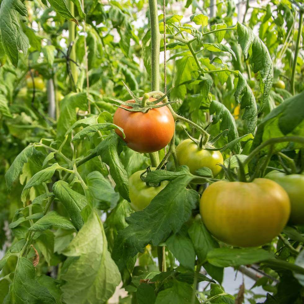 Amela Tomato Seeds - Heirloom Vegetable Plant for Home Gardens