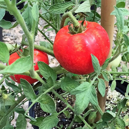Amela Tomato Seeds - Heirloom Vegetable Plant for Home Gardens