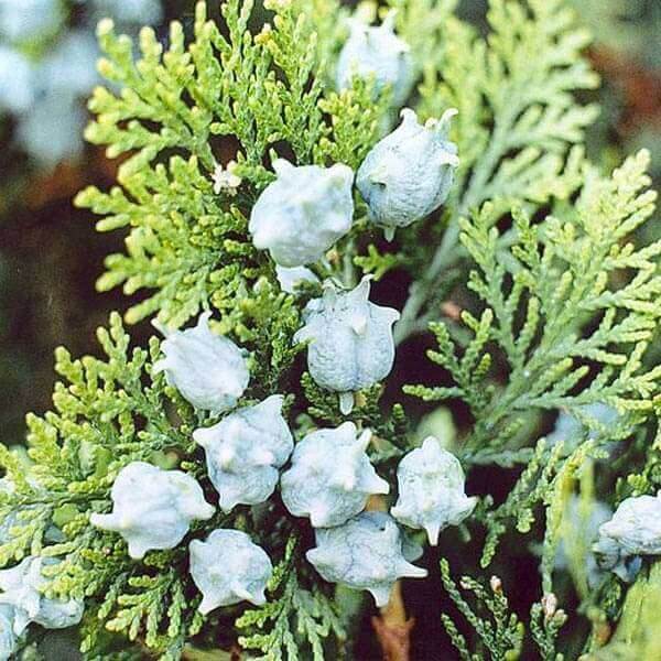 American Arborvitae Tree Seeds