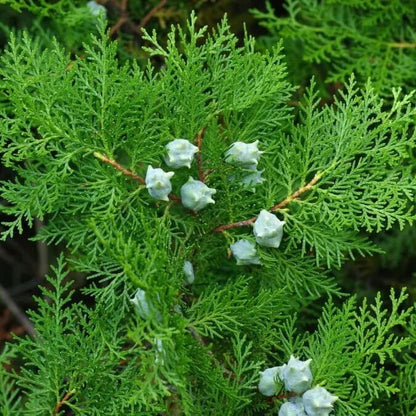 American Arborvitae Tree Seeds