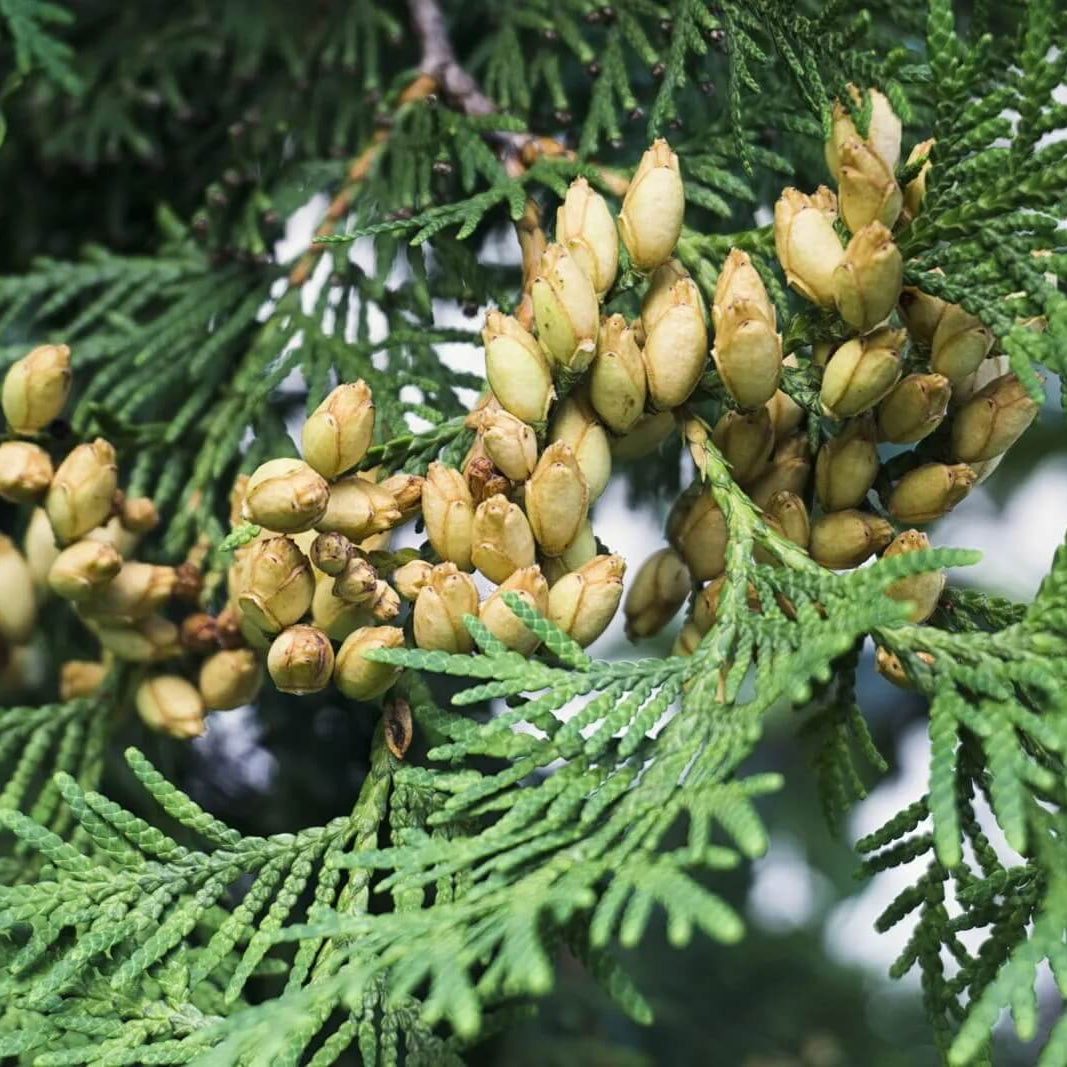 American Arborvitae Tree Seeds