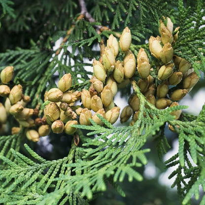 American Arborvitae Tree Seeds