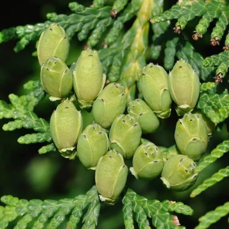 American Arborvitae Tree Seeds