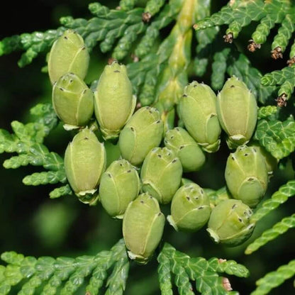 American Arborvitae Tree Seeds