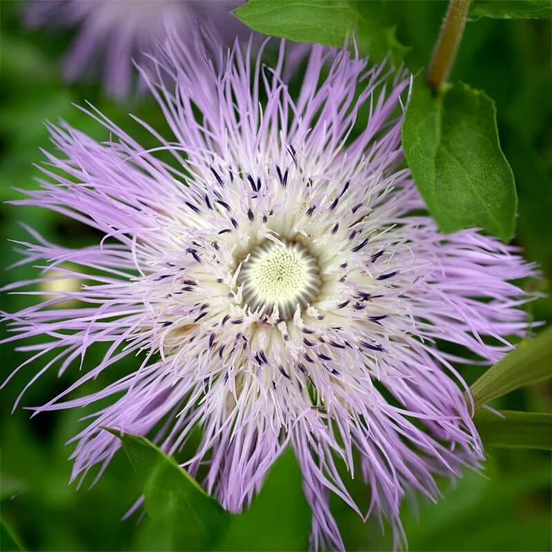 American Basket Flower Seeds 