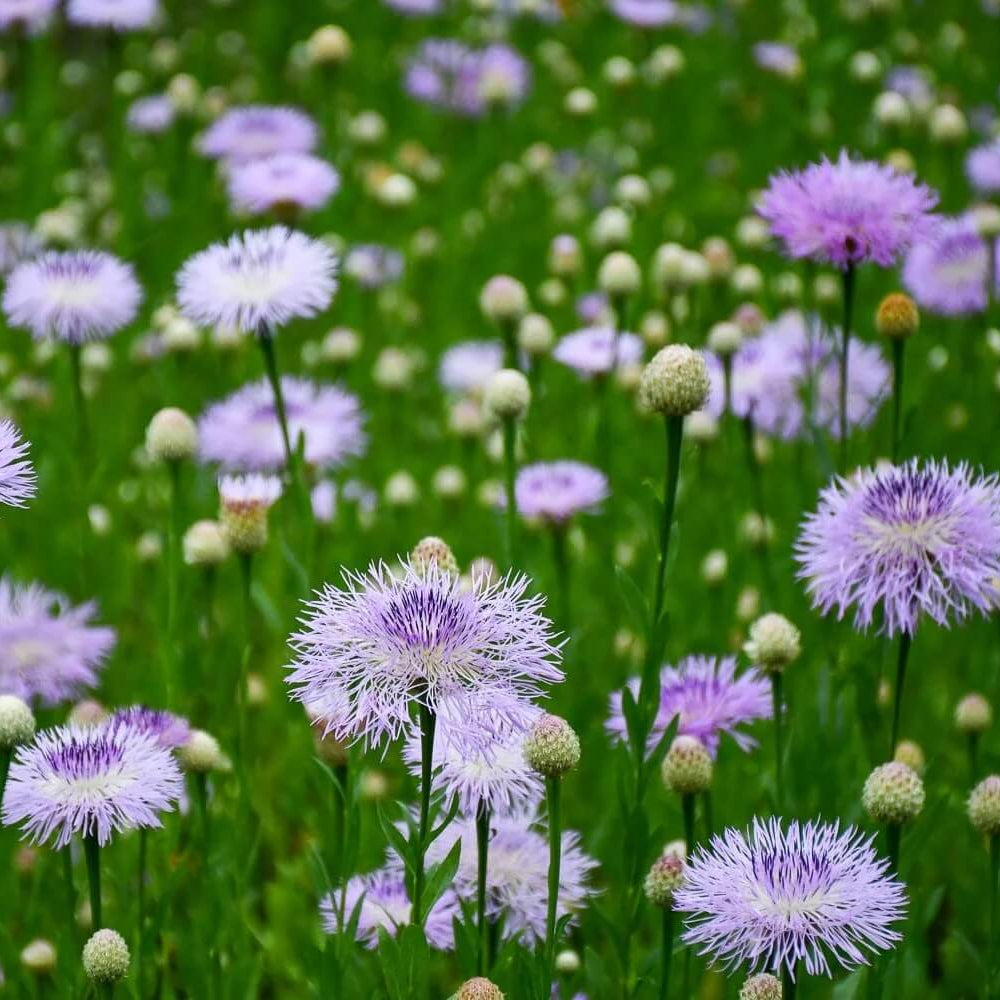 American Basket Flower Seeds 