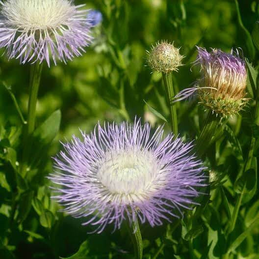 American Basket Flower Seeds 