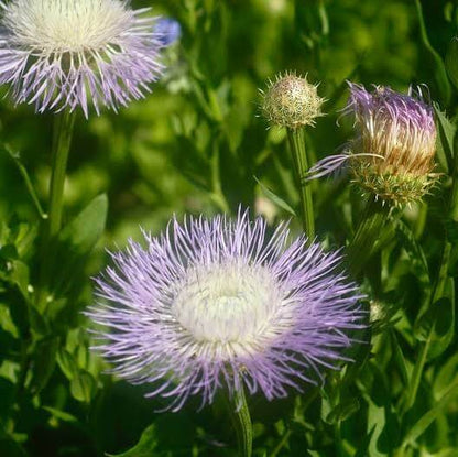 American Basket Flower Seeds 