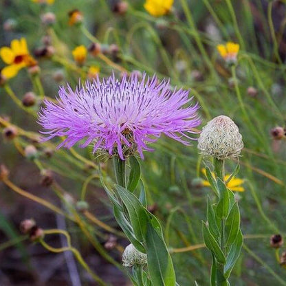 American Basket Flower Seeds 