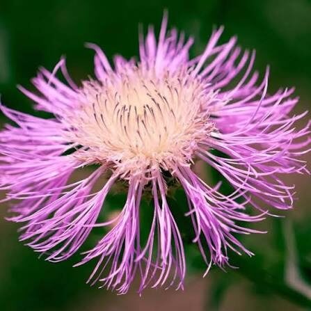 American Basketflower Seeds 