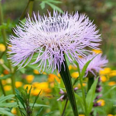 American Basketflower Seeds 