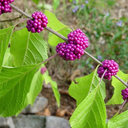 American Beautyberry Seeds - Fruit Plant