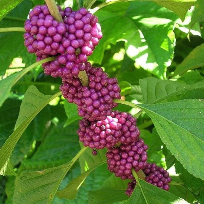 American Beautyberry Seeds - Fruit Plant