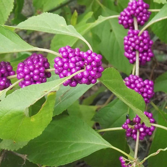 American Beautyberry Seeds - Fruit Plant