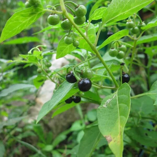 American Black Nightshade seeds