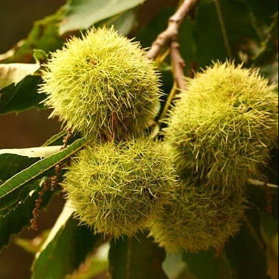 American Chestnut Seeds