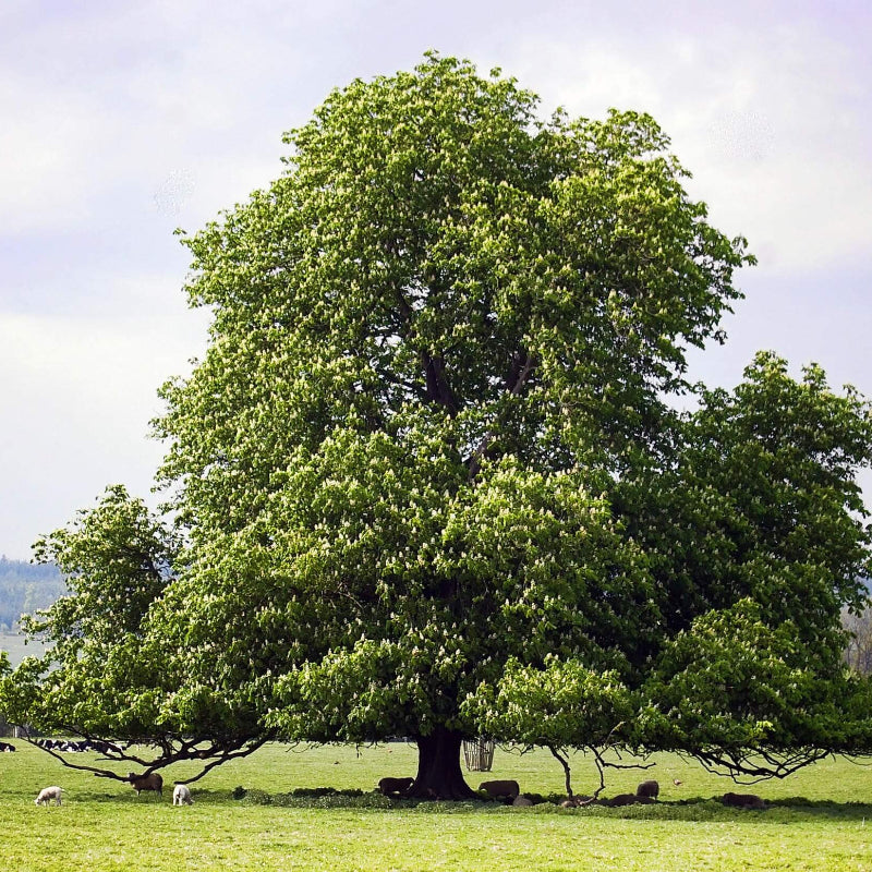 American Chestnut Seeds